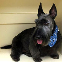 pet groomers