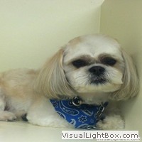pet grooming