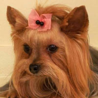pet grooming