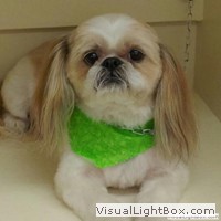 pet groomers