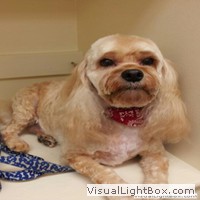 dog groomers